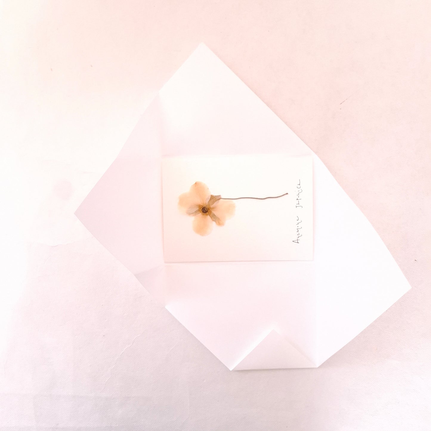 Cartolina Botanica con fiore pressato di Anemone Giapponese