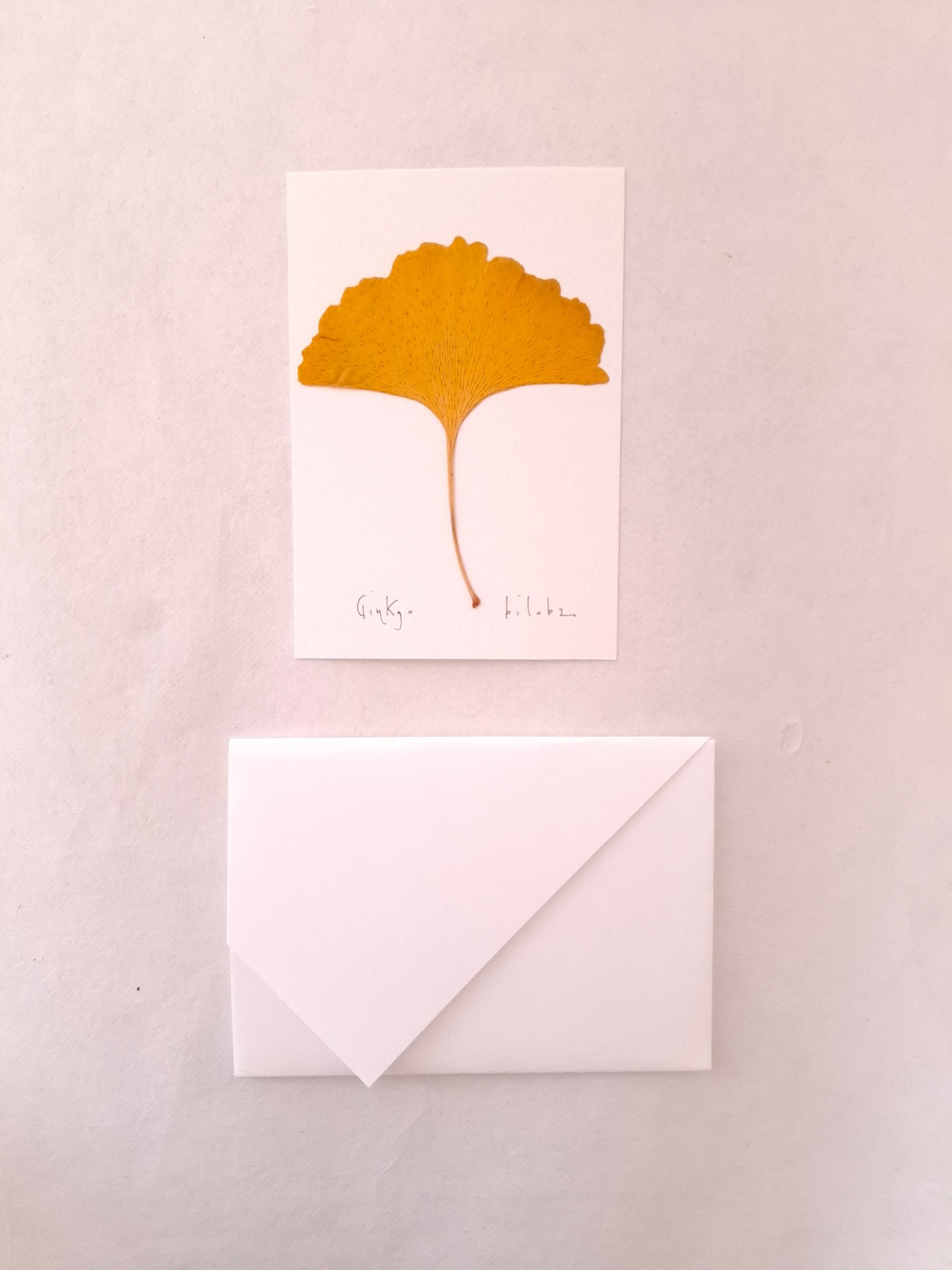 Cartolina Botanica con foglia pressata di Ginkgo