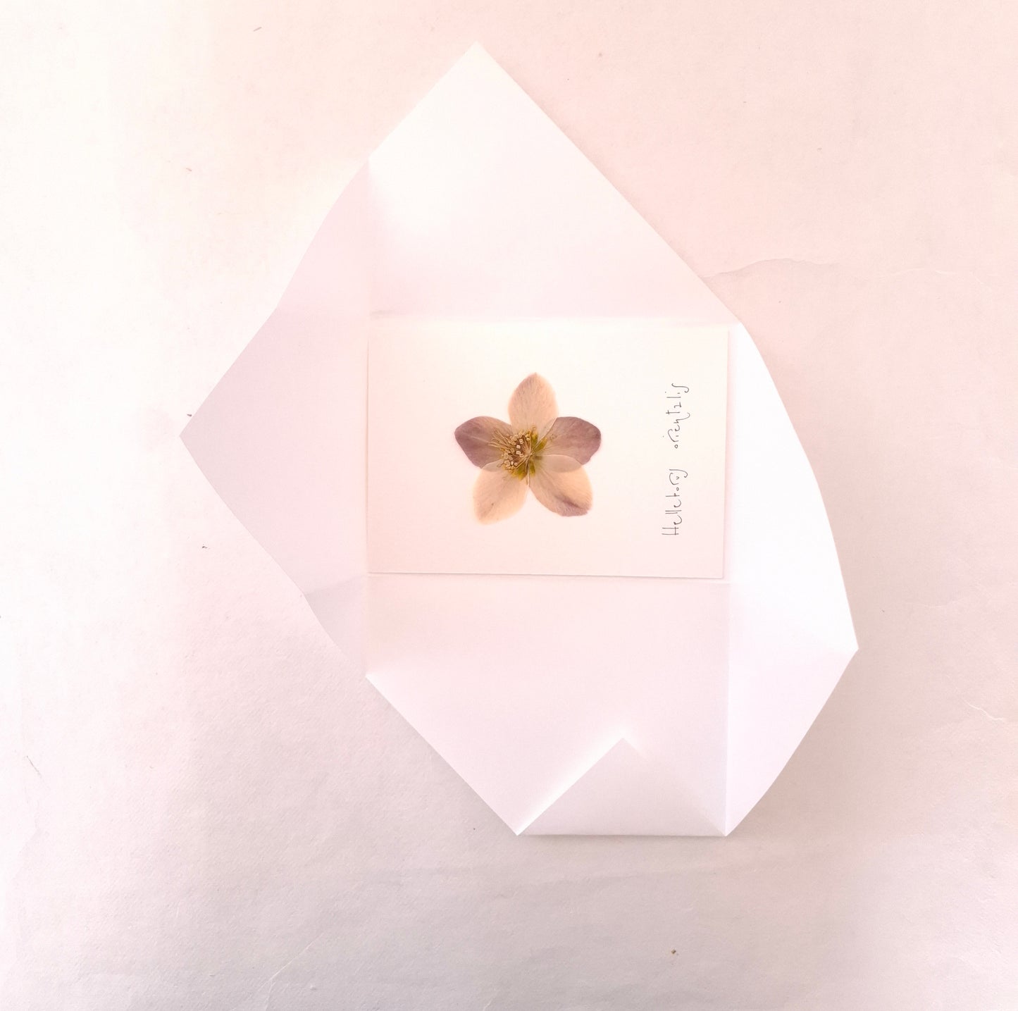 Cartolina Botanica con fiore pressato di Elleboro rosa