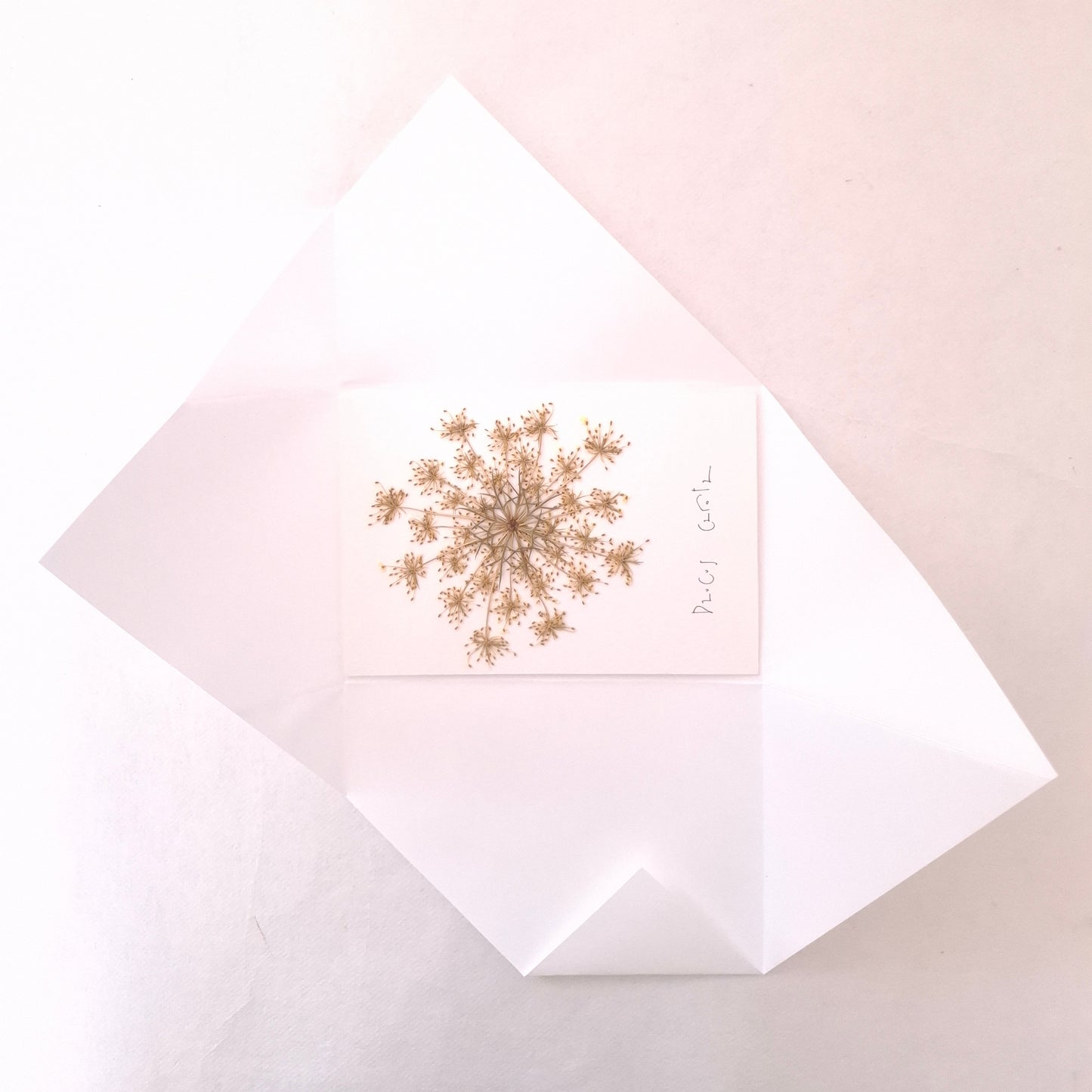 Cartolina Botanica con fiore pressato di Carota Selvatica
