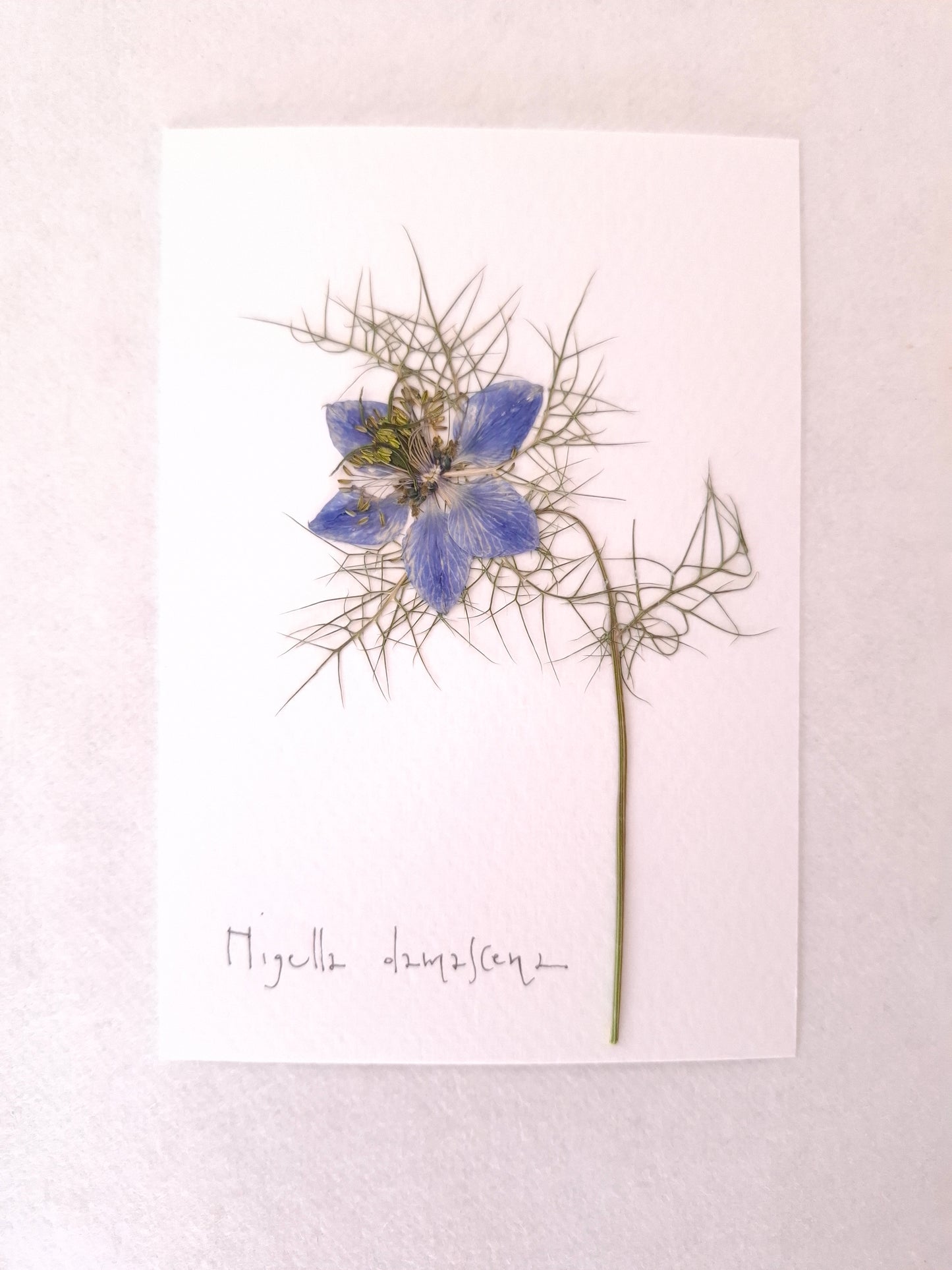 Cartolina Botanica con fiore pressato di Nigella