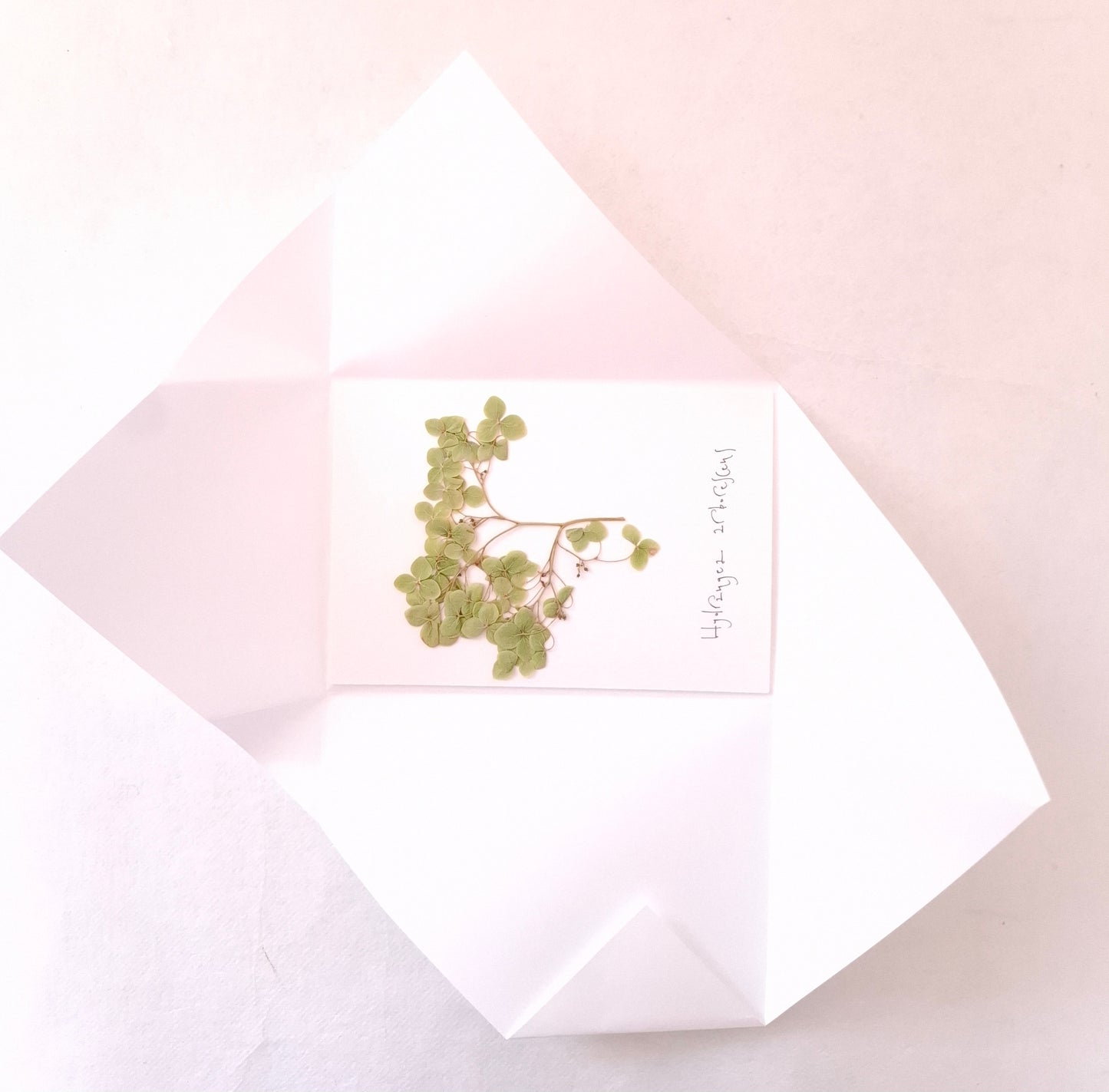 Cartolina Botanica con fiore pressato di Ortensia verde