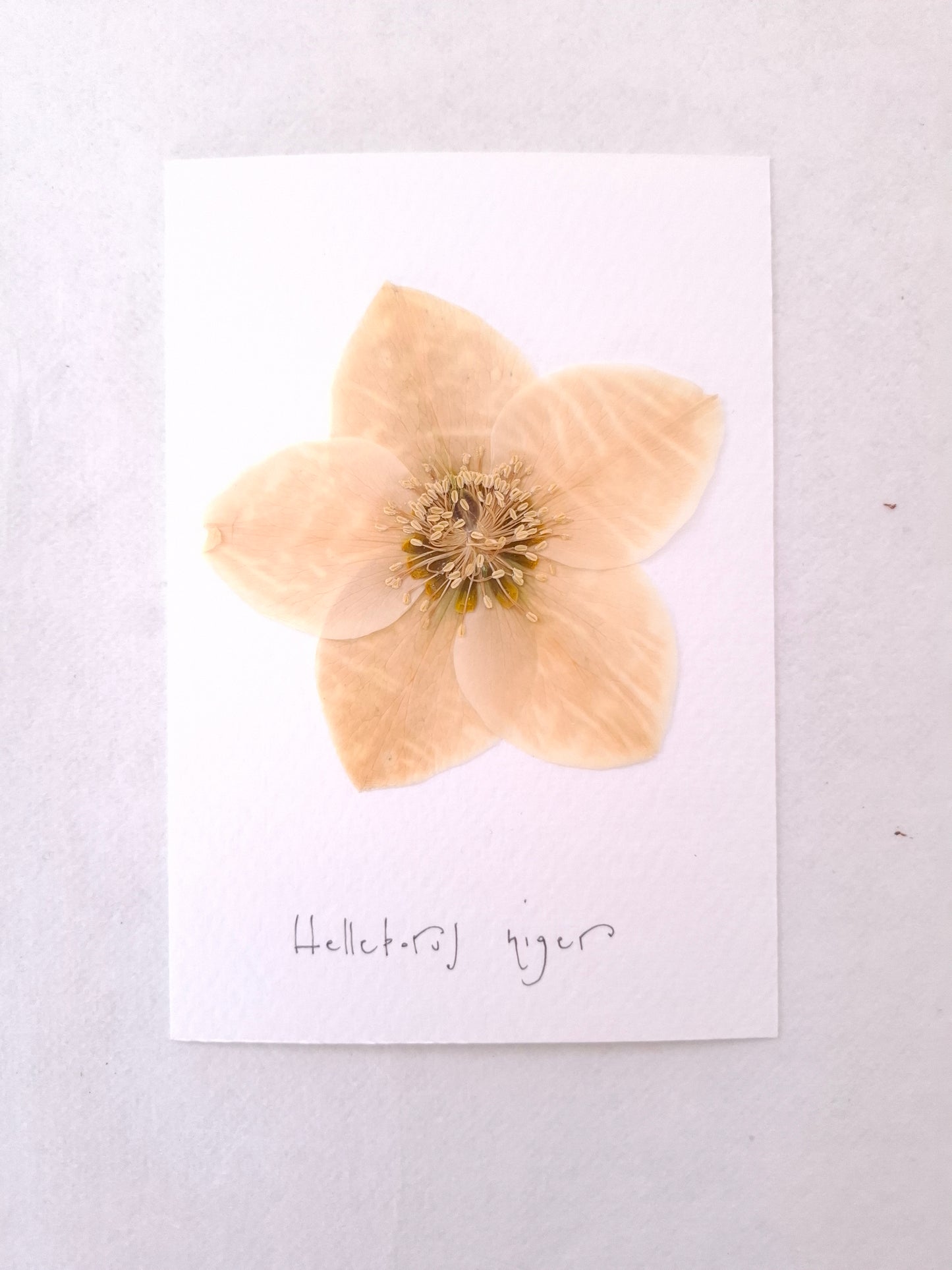 Cartolina Botanica con fiore pressato di Elleboro bianco