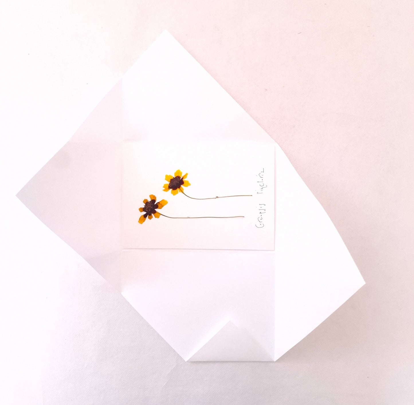 Cartolina Botanica con fiori pressati di Coreopsis