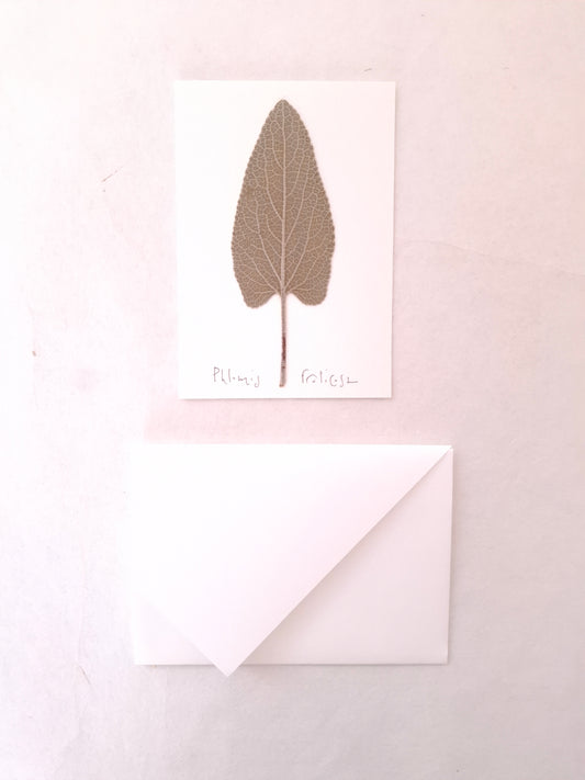 Cartolina Botanica con foglia pressata di Phlomis