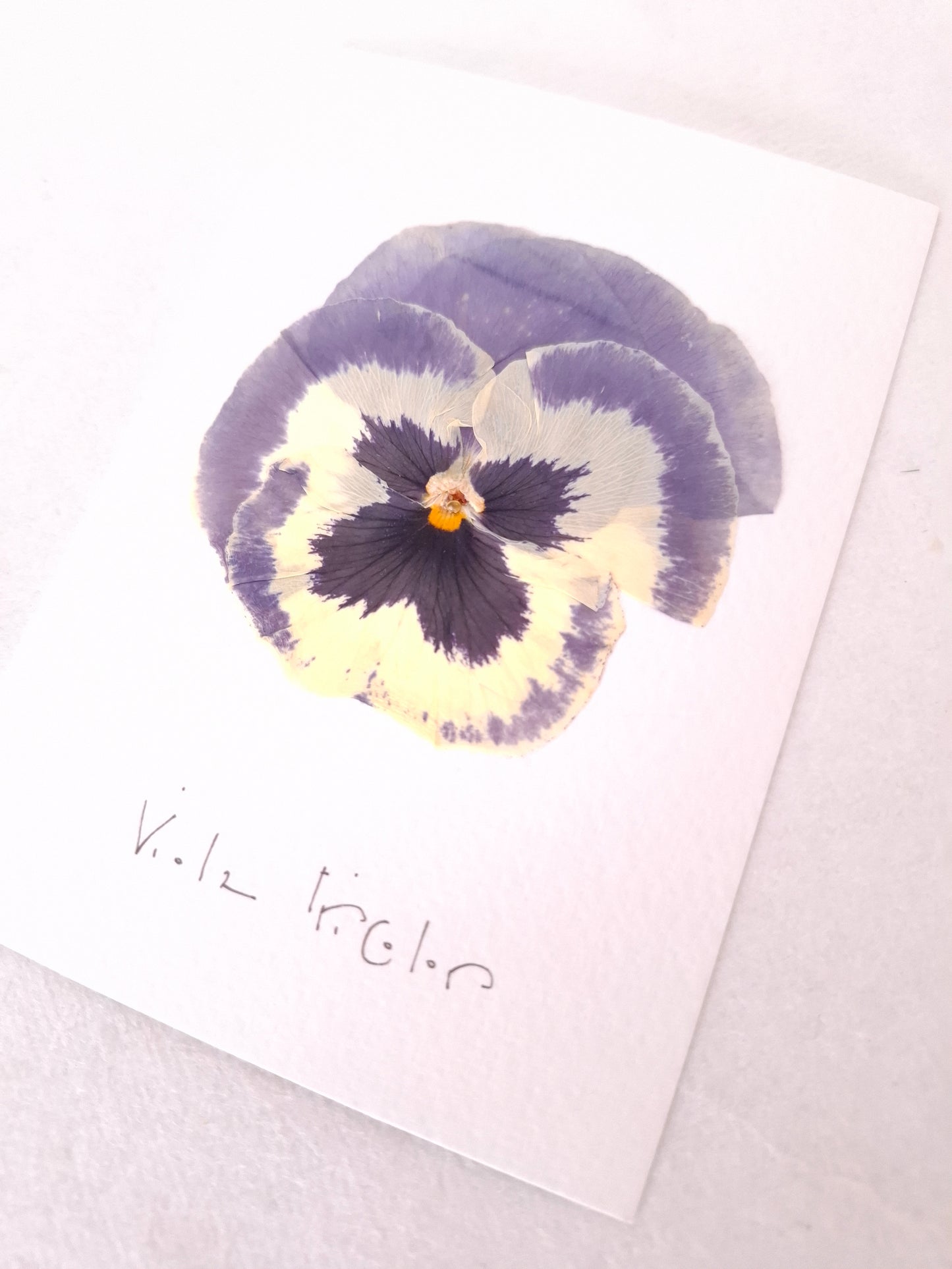 Cartolina Botanica con fiore pressato di Viola del Pensiero