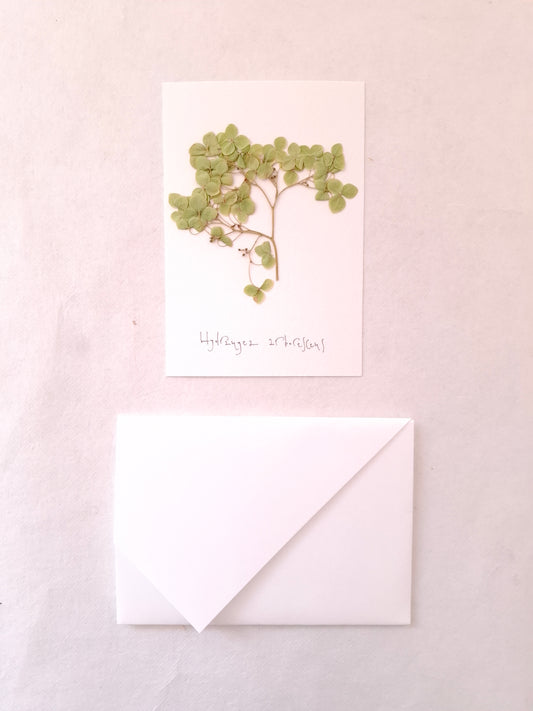 Cartolina Botanica con fiore pressato di Ortensia verde
