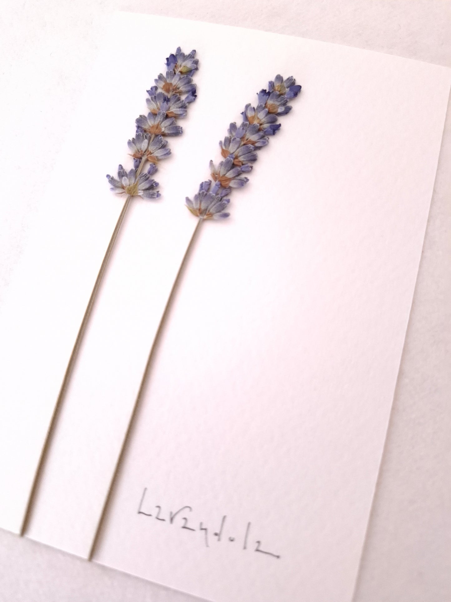 Cartolina Botanica con fiori pressati di Lavanda