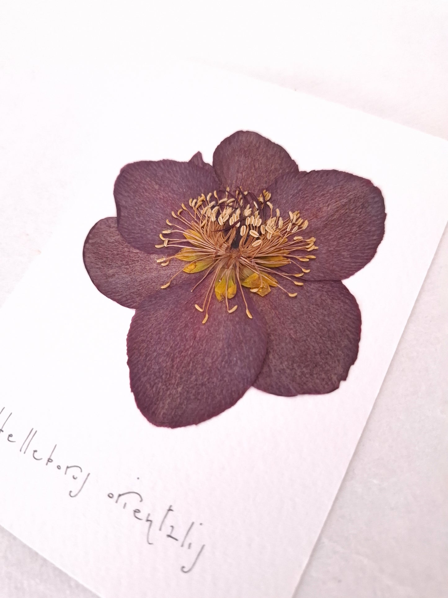 Cartolina Botanica con fiore pressato di Elleboro bordeaux