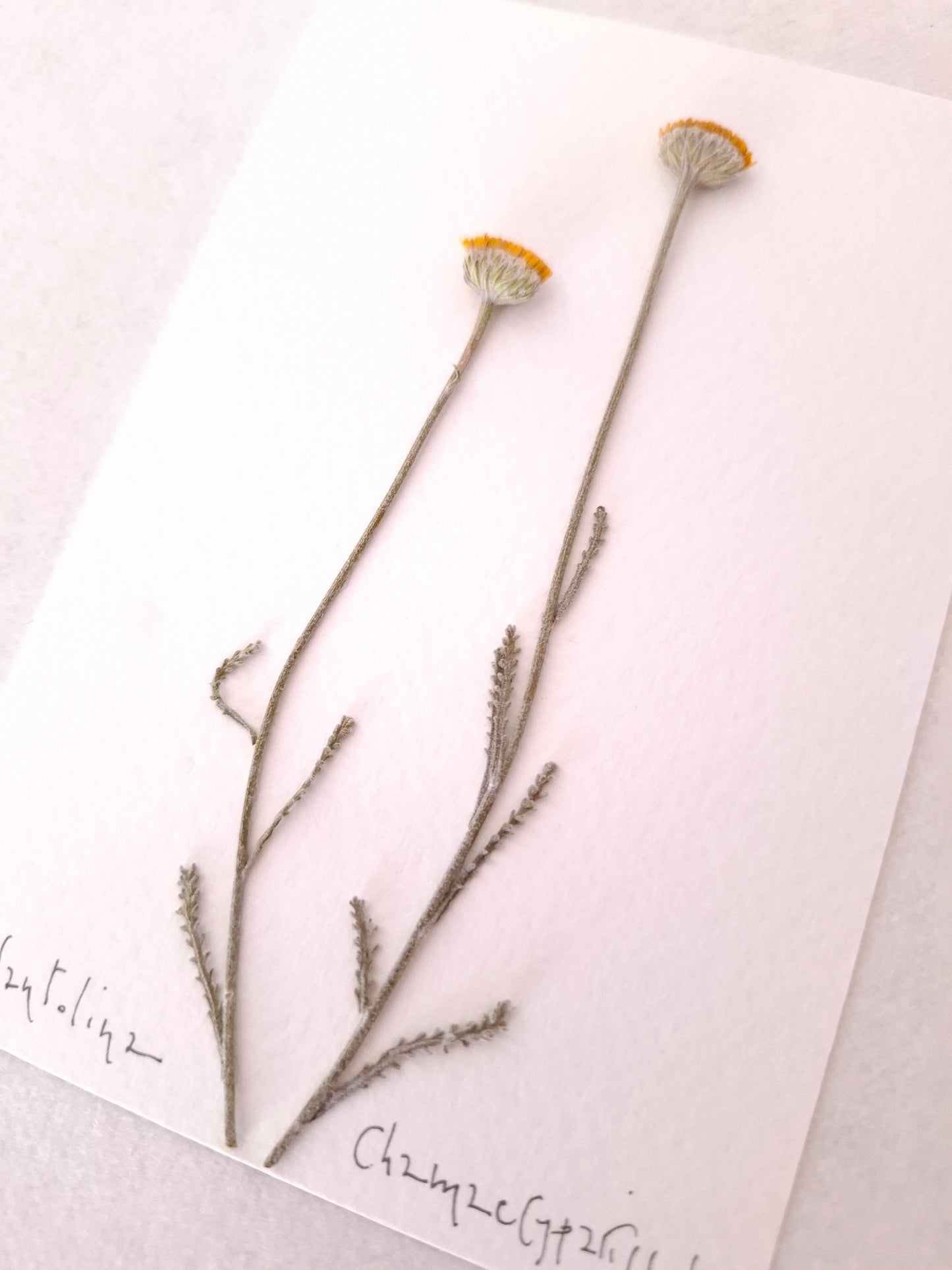 Cartolina Botanica con fiori pressati di Santolina