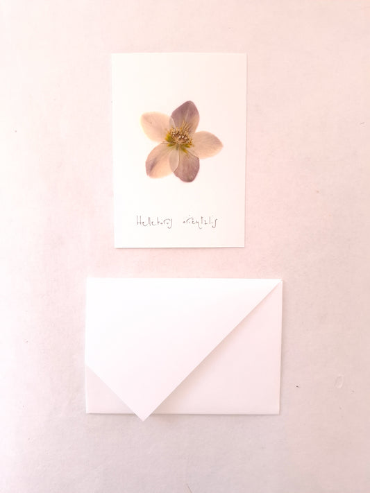 Cartolina Botanica con fiore pressato di Elleboro rosa