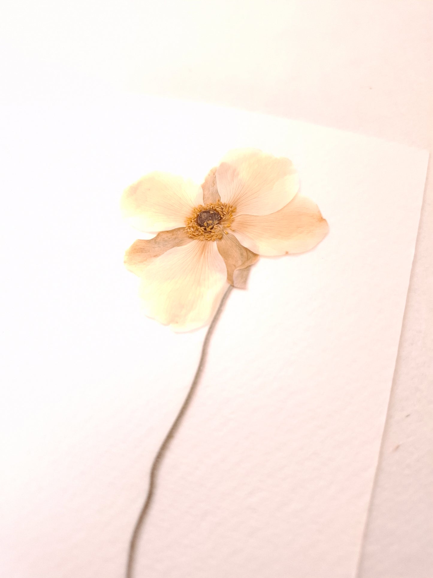Cartolina Botanica con fiore pressato di Anemone Giapponese