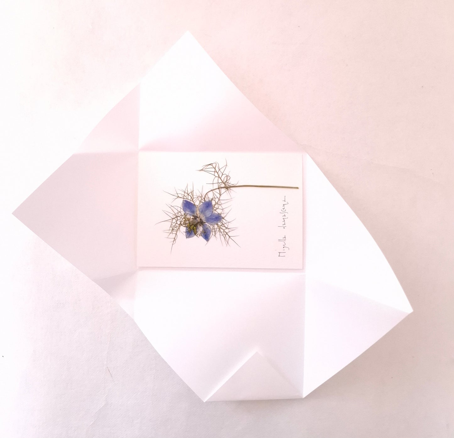 Cartolina Botanica con fiore pressato di Nigella