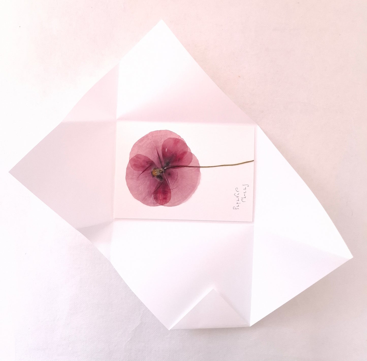 Cartolina Botanica con fiore pressato di Papavero