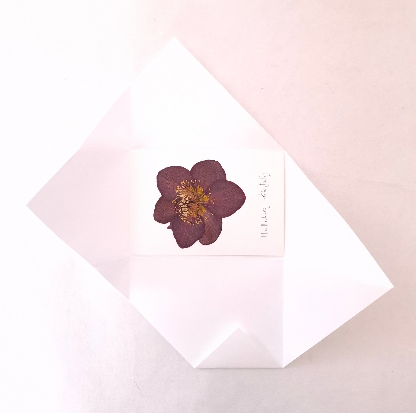 Cartolina Botanica con fiore pressato di Elleboro bordeaux