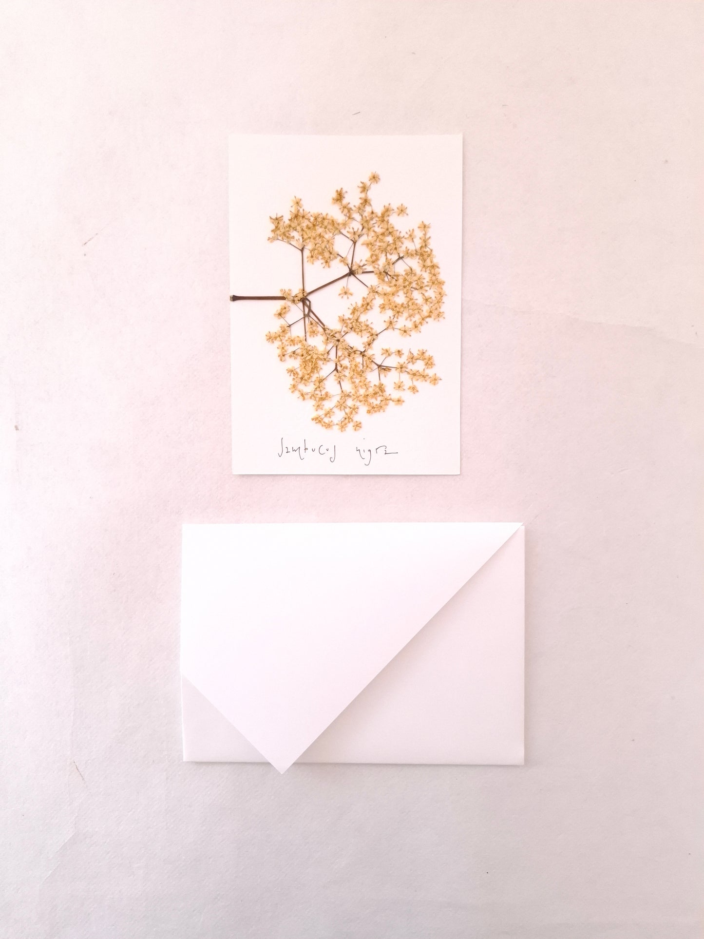 Cartolina Botanica con fiore pressato di Sambuco