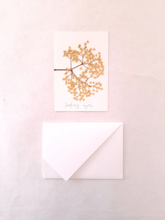 Cartolina Botanica con fiore pressato di Sambuco
