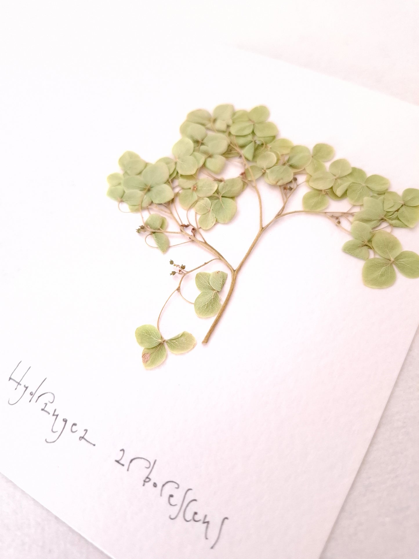 Cartolina Botanica con fiore pressato di Ortensia verde