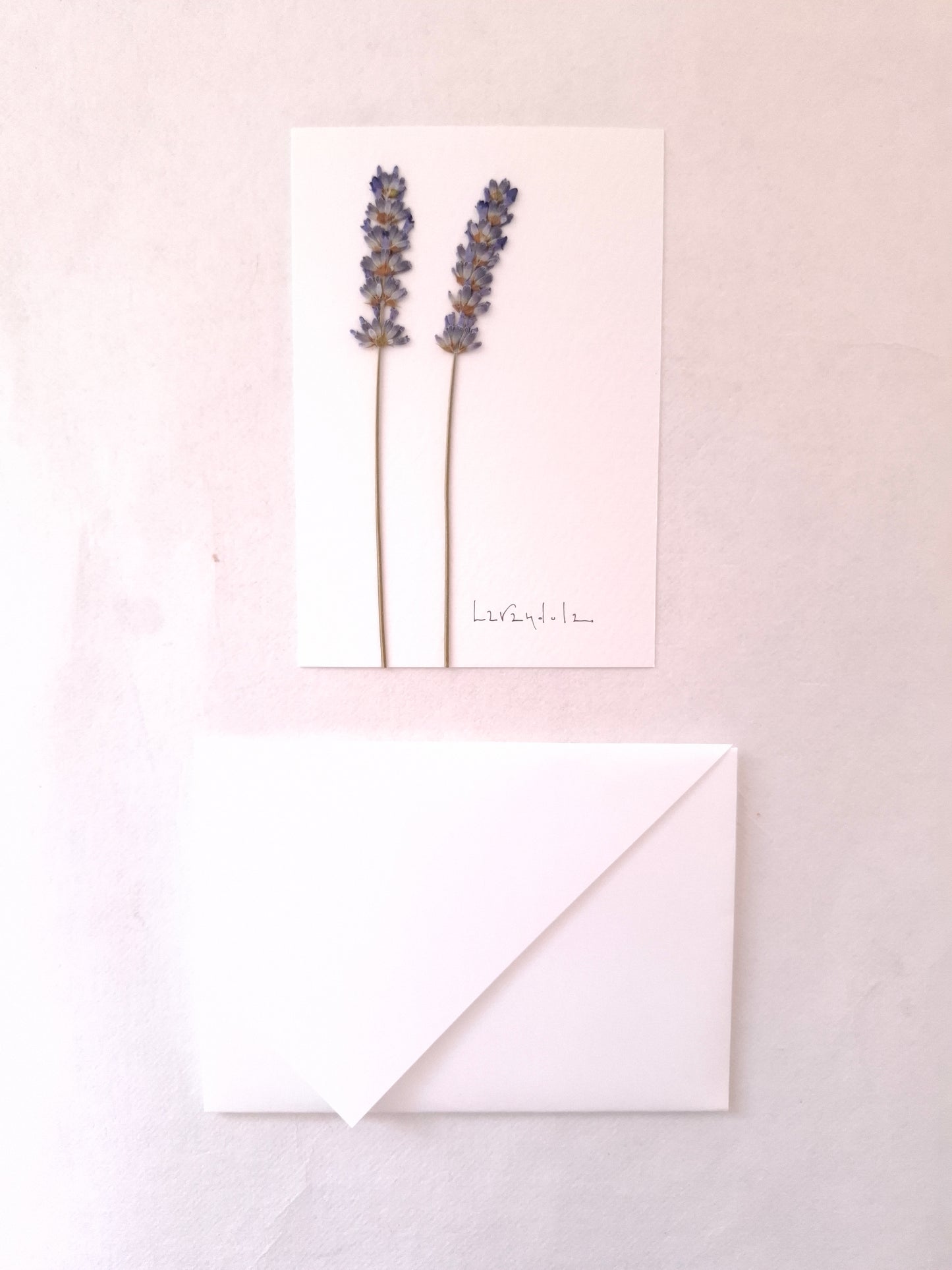 Cartolina Botanica con fiori pressati di Lavanda