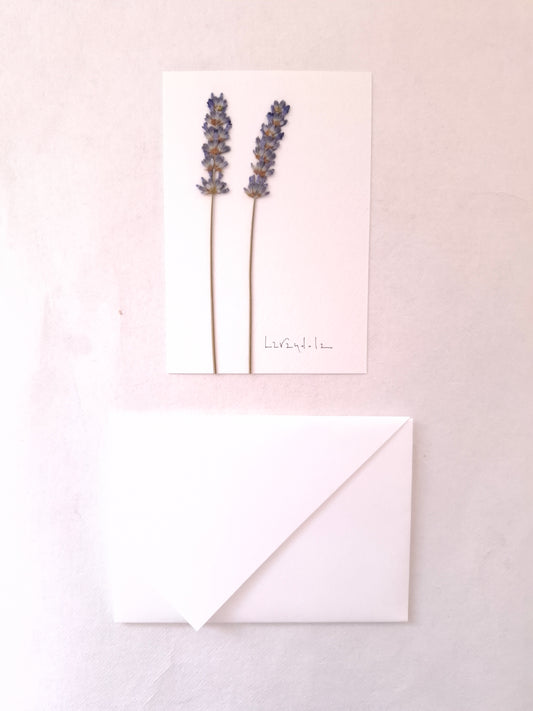 Cartolina Botanica con fiori pressati di Lavanda