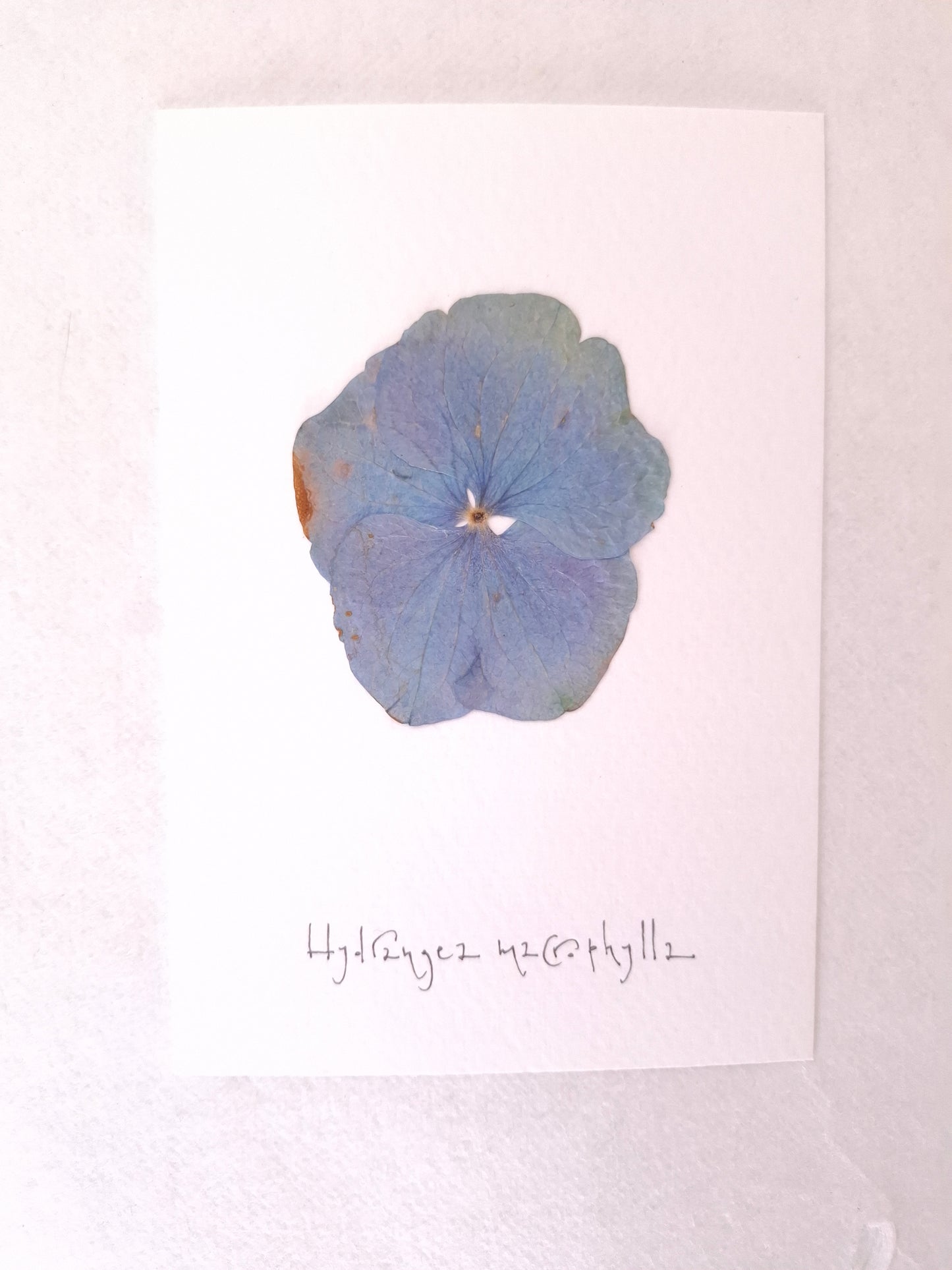 Cartolina Botanica con fiore pressato di Ortensia blu